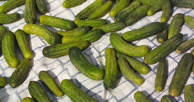 黄瓜怎么放冰箱里储存