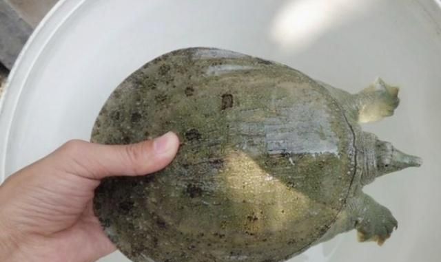 才死的甲鱼可以吃吗
