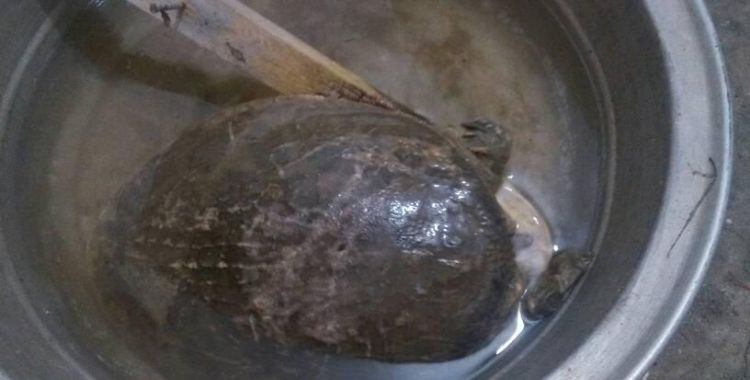 甲鱼死了一天了还能吃吗