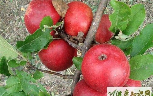 跑完步吃苹果影响减脂吗