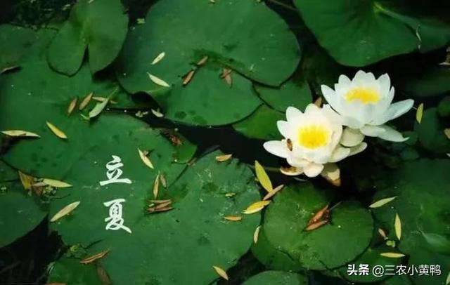 立夏是每年几月几号（立夏将至到底啥时候）(5)