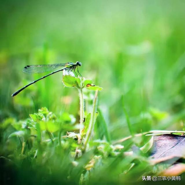 立夏是每年几月几号（立夏将至到底啥时候）(1)