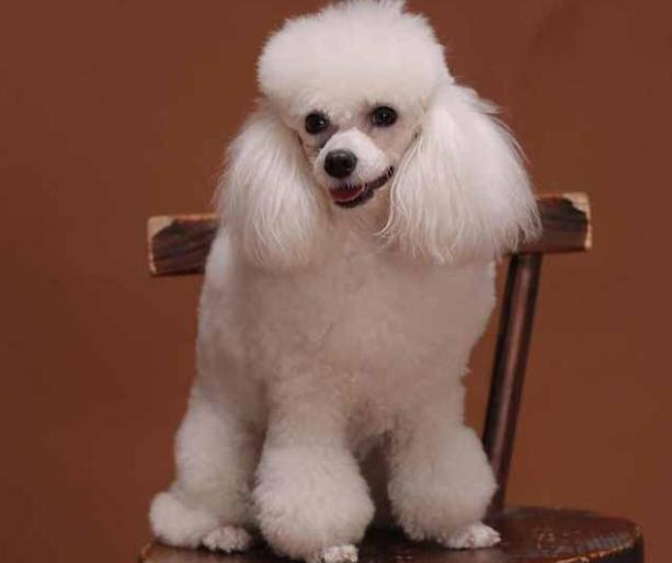 真正贵宾犬特征（纯种贵宾犬）(2)