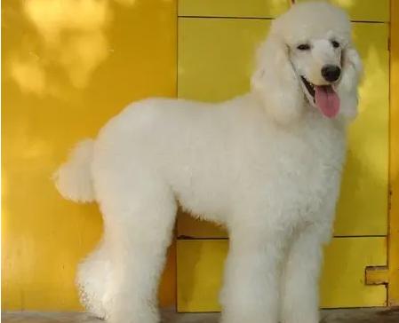 真正贵宾犬特征（纯种贵宾犬）(6)