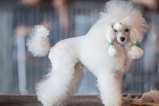 真正贵宾犬特征（纯种贵宾犬）(7)