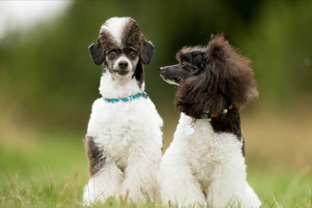 真正贵宾犬特征（纯种贵宾犬）(3)