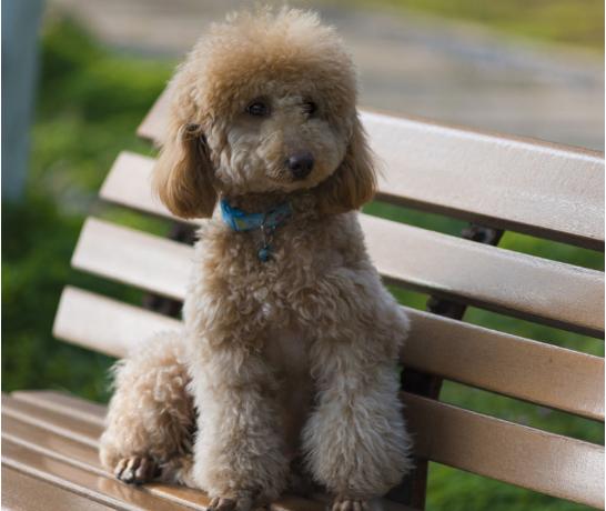 真正贵宾犬特征（纯种贵宾犬）(5)