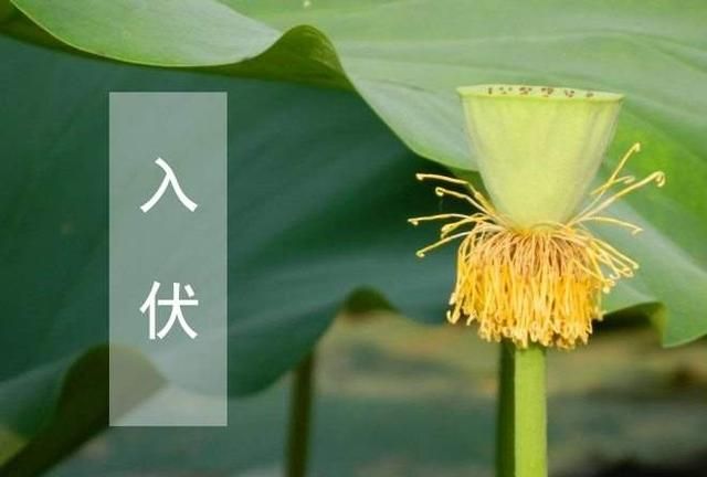 伏天多少天，伏天多少天？图2