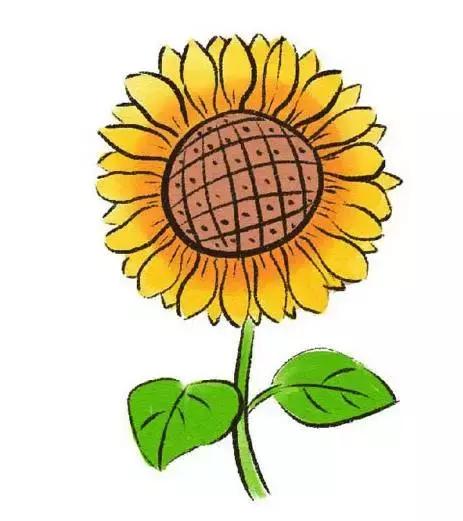 向日葵简笔画简单又好看超火（5种向日葵简笔画）(17)