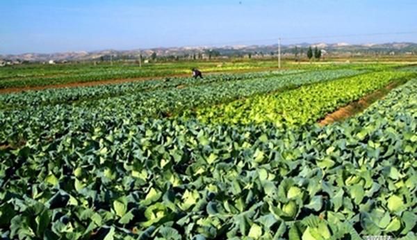 有机菜是什么菜，蔬菜的定义是什么？图5