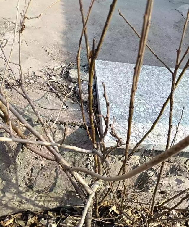 软枣猕猴桃能带皮吃吗，软枣猕猴桃当年能结果吗？图1