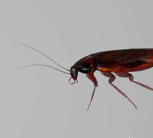 北方老小区里会有蟑螂吗