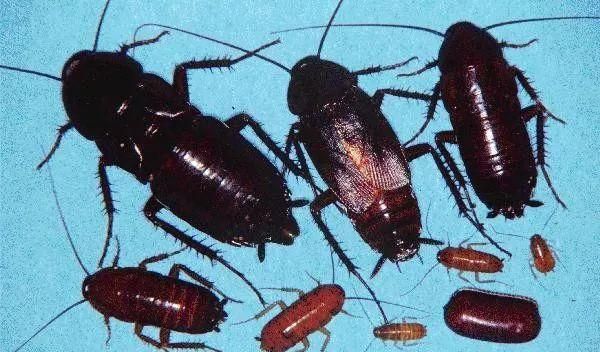 北方有金色大蟑螂吗