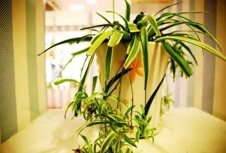 如何快速治理室内空气污染(装修后家里的空气污染指数爆表)(15)