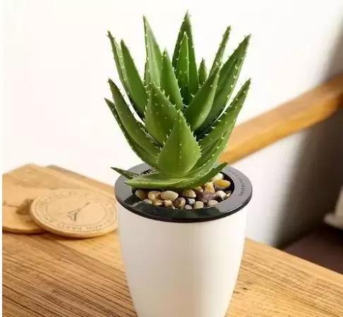 如何快速治理室内空气污染(装修后家里的空气污染指数爆表)(14)