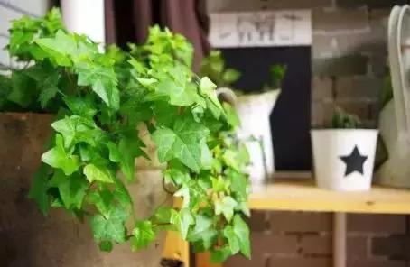 如何快速治理室内空气污染(装修后家里的空气污染指数爆表)(17)