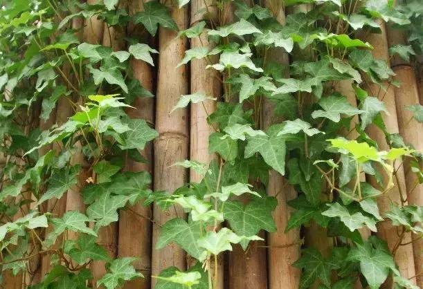 如何快速治理室内空气污染(装修后家里的空气污染指数爆表)(12)