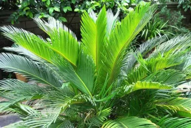 如何快速治理室内空气污染(装修后家里的空气污染指数爆表)(13)