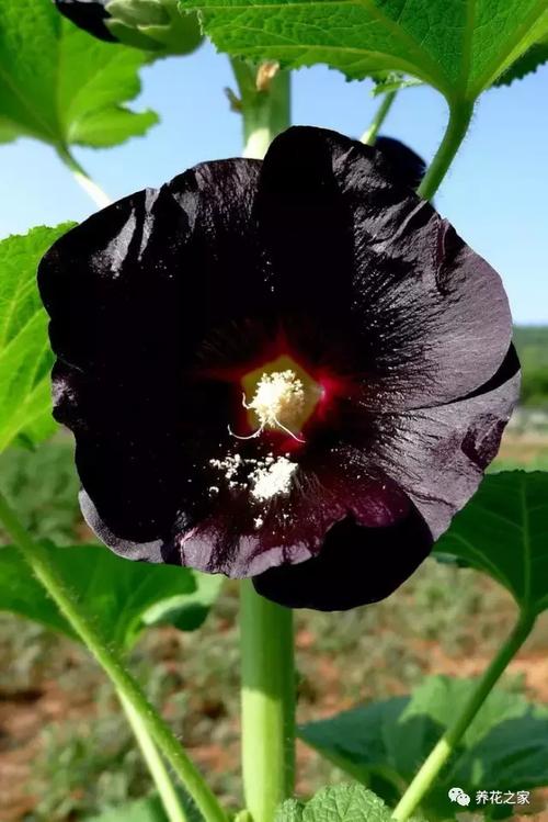 黑色曼陀罗花语及寓意（曼陀罗花语寓意）