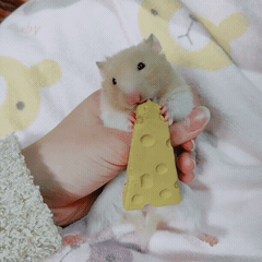 金丝熊新手饲养（金丝熊饲养指南）(1)