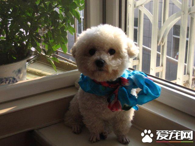 卷毛比熊犬和比熊的区别（卷毛比熊犬大小）(2)