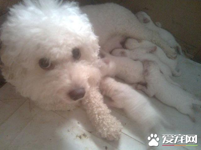 卷毛比熊犬和比熊的区别（卷毛比熊犬大小）(3)