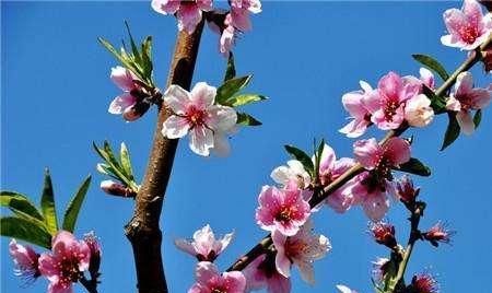 “桃李满天下,师恩似海深浮云游子意,常思园丁亲”出自哪首诗作者是谁