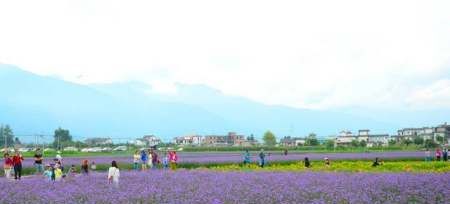 五华楼在哪个城市,大理导游词讲解图8