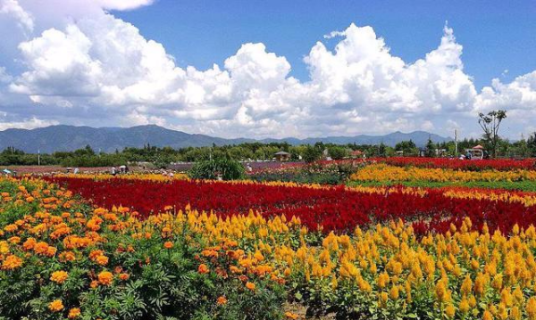 五华楼在哪个城市,大理导游词讲解图25