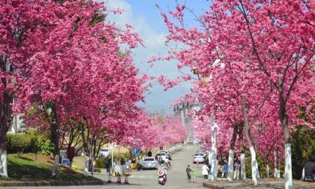 五华楼在哪个城市,大理导游词讲解图9