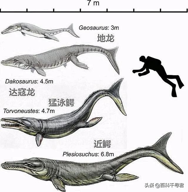 盘点现存的23种鳄鱼（哪些鳄鱼能在海水里活动）(3)