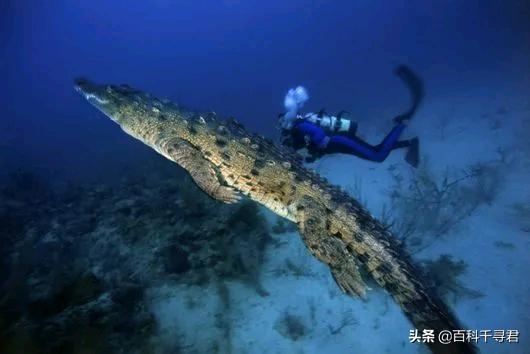 盘点现存的23种鳄鱼（哪些鳄鱼能在海水里活动）(11)