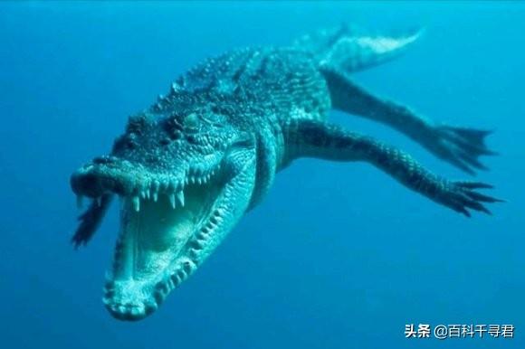 盘点现存的23种鳄鱼（哪些鳄鱼能在海水里活动）(6)