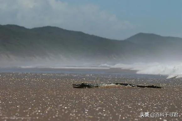 盘点现存的23种鳄鱼（哪些鳄鱼能在海水里活动）(1)