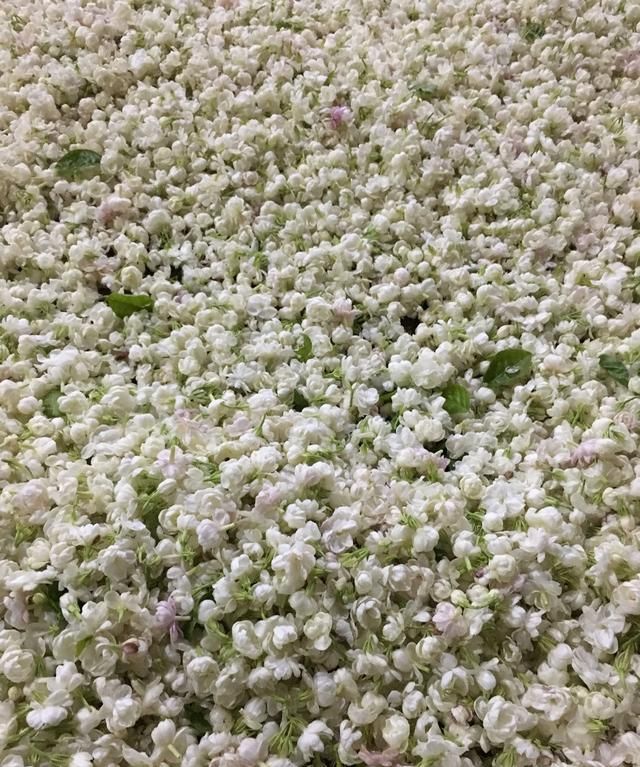 你喝花茶吗?喝什么种类的花茶呢图2