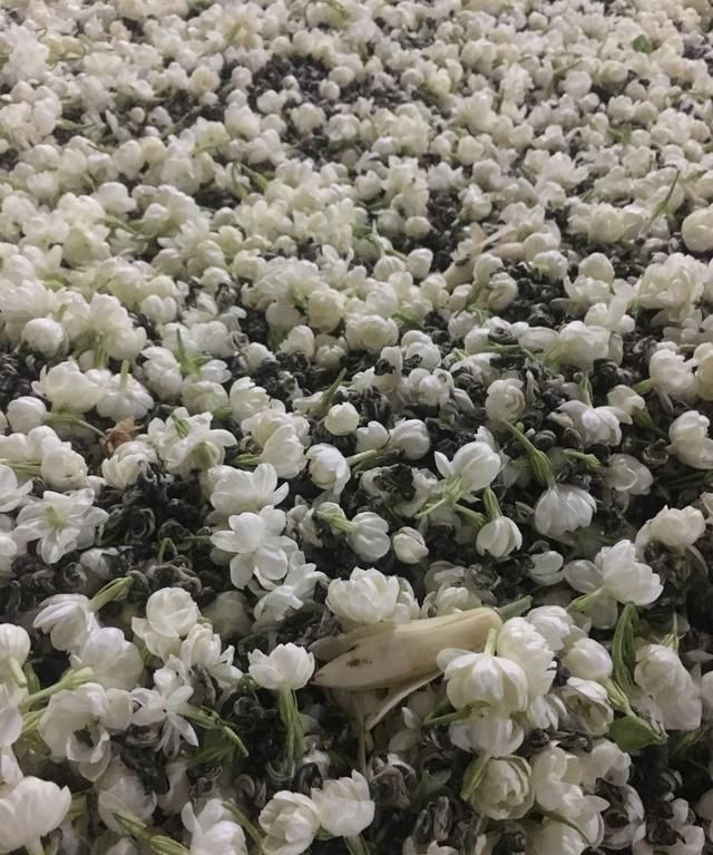你喝花茶吗?喝什么种类的花茶呢图3