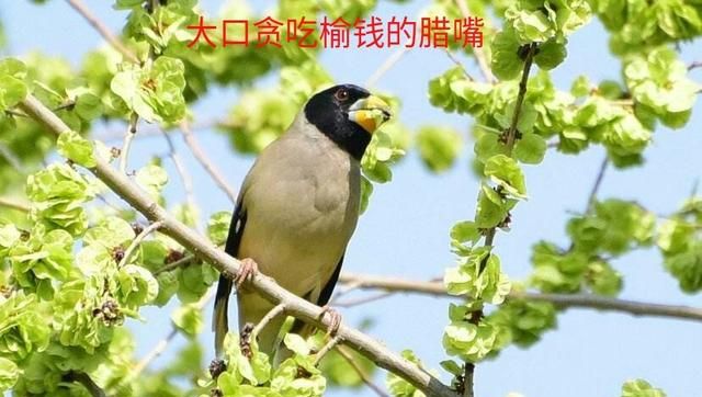 树葡萄的皮可以吃吗，谁能告诉我，哪种树的树皮可以吃？哪种的草根可以吃？图1