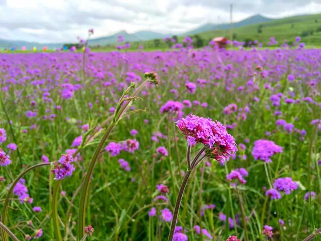 京新高速全程线路图经过哪些地方(超66号公路的京新高速)(58)