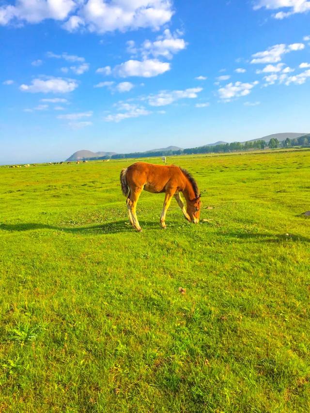 京新高速全程线路图经过哪些地方(超66号公路的京新高速)(57)