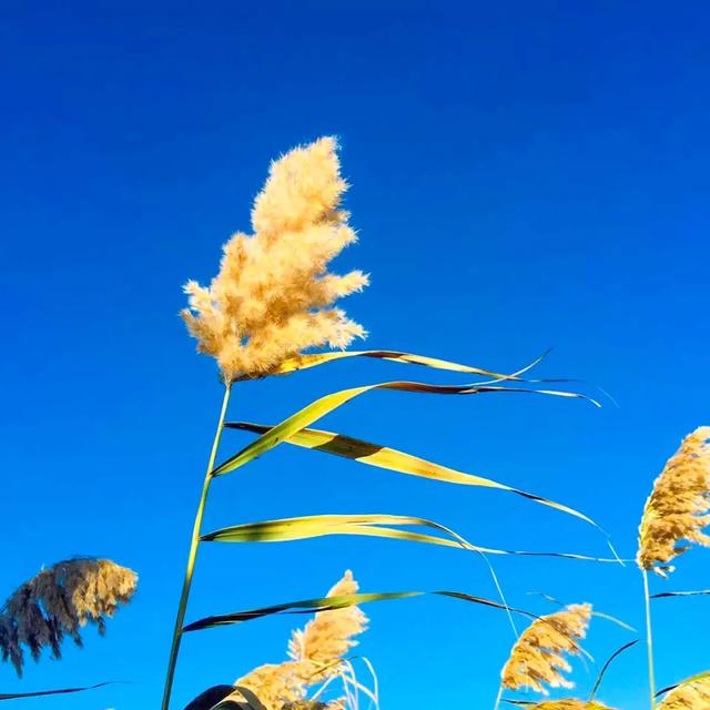 京新高速全程线路图经过哪些地方(超66号公路的京新高速)(62)