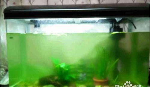 河里的水为什么是绿颜色的