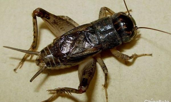 蟋蟀在古代称作什么