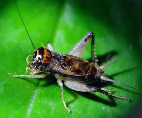 蟋蟀叫什么名字好听