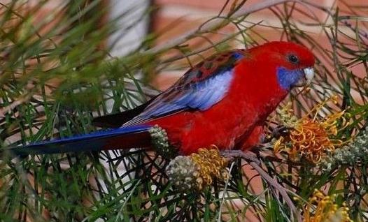 深红玫瑰鹦鹉如何饲养?深红玫瑰鹦鹉的价格