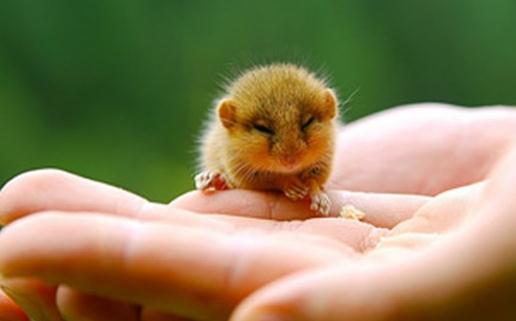 花枝鼠怎么养?怎么给花枝鼠洗澡?