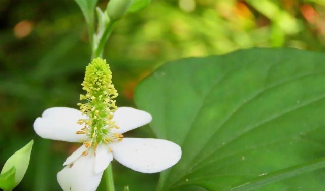 网络图片(侵删)