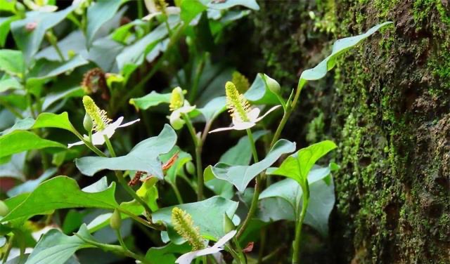 网络图片(侵删)