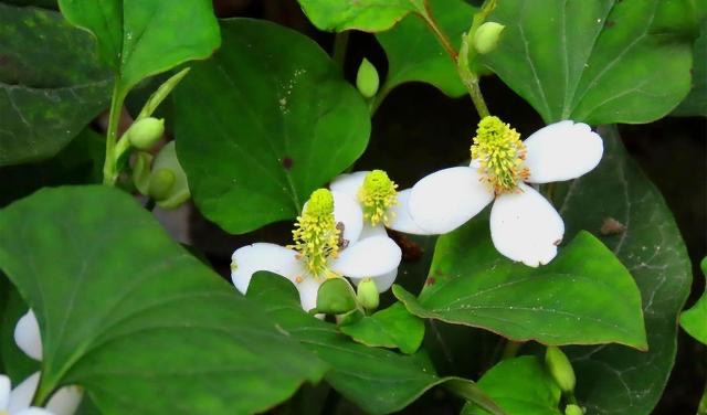 网络图片(侵删)