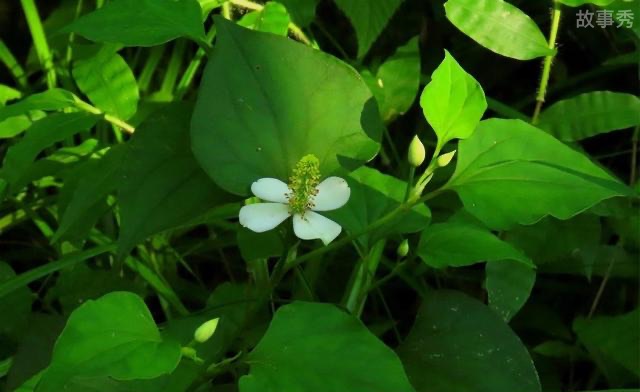 网络图片(侵删)