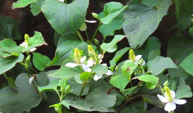 网络图片(侵删)